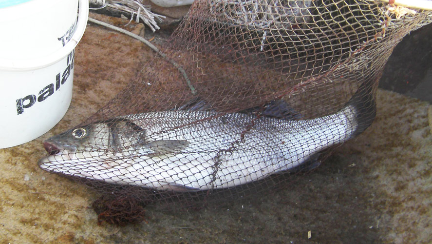 European bass fish