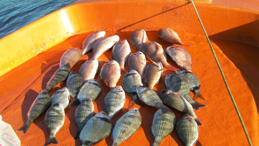 Black seabream, Common pandora, Pagrus pagrus