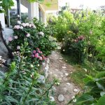 Ανθισμένα λουλούδια στα παρτέρια του κήπου