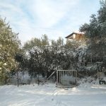 Заснеженные оливковые деревья