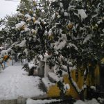 Заснеженные лимонные деревья