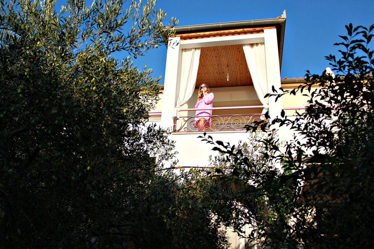 Olive trees Garden