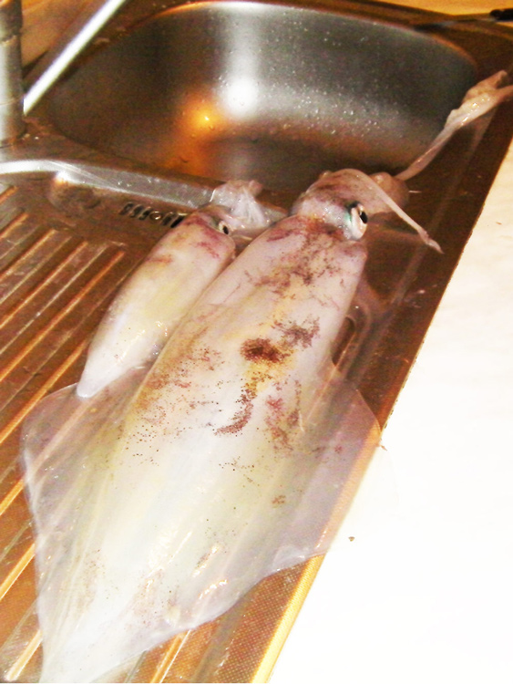 Fresh calamary