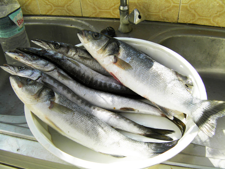 Fresh fish lavraki and lutsos, Thassos, Greece