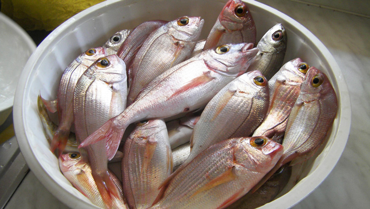 Fresh fish lithrini