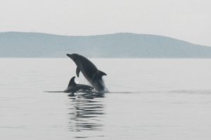 Read more about the article Δελφίνια κολυμπούν στο Αιγαίο